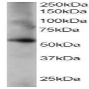 anti-Coronin, Actin Binding Protein, 1C (CORO1C) (C-Term) antibody avatar