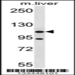 anti-ADNP Homeobox 2 (ADNP2) (AA 702-731), (Center) antibody avatar