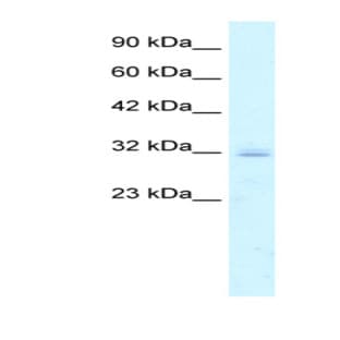 anti-Claudin 15 (CLDN15) (C-Term) antibody avatar