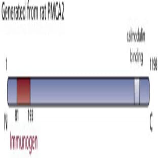 anti-ATPase, Ca++ Transporting, Plasma Membrane 2 (ATP2B2) (AA 81-193) antibody avatar