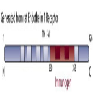 anti-Endothelin Receptor Type A (EDNRA) (AA 230-352) antibody avatar