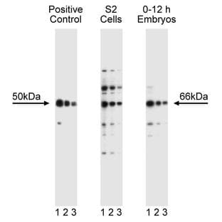 anti-Endothelin Receptor Type A (EDNRA) (AA 230-352) antibody avatar