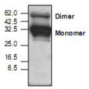 anti-Adiponectin, C1Q and Collagen Domain Containing (ADIPOQ) antibody avatar
