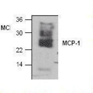 anti-Chemokine (C-C Motif) Ligand 2 (CCL2) (AA 1-73) antibody avatar