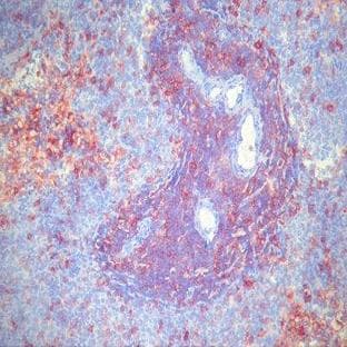 anti-CD4 Molecule (CD4) antibody (Biotin) avatar