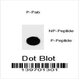 anti-Caspase 3, Apoptosis-Related Cysteine Peptidase (CASP3) (pSer97) antibody avatar