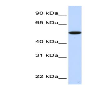 anti-Chromosome 9 Open Reading Frame 43 (C9orf43) (Middle Region) antibody avatar