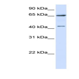 anti-Coiled-Coil Domain Containing 19 (CCDC19) (N-Term) antibody avatar