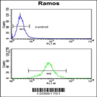 anti-6-phosphogluconolactonase (PGLS) (C-Term), (AA 191-220) antibody avatar