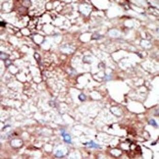 anti-Cyclin G Associated Kinase (GAK) (C-Term) antibody avatar