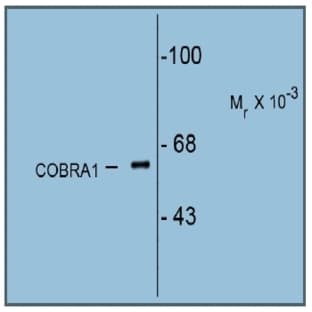 anti-Cofactor of BRCA1 (COBRA1) antibody avatar