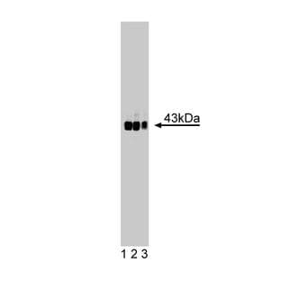 anti-Growth Associated Protein 43 (GAP43) (AA 1-144) antibody avatar
