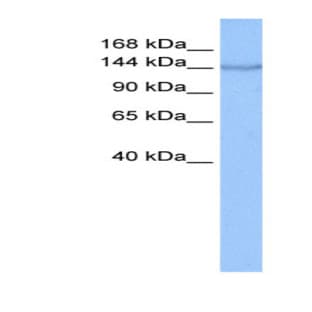 anti-Coatomer Protein Complex, Subunit alpha (COPA) (N-Term) antibody avatar
