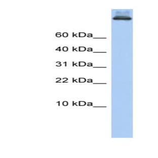 anti-Coatomer Protein Complex, Subunit alpha (COPA) (Middle Region) antibody avatar