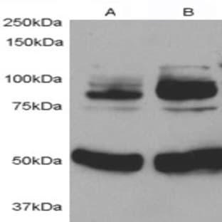 anti-Adaptor Protein, phosphotyrosine Interaction, PH Domain and Leucine Zipper Containing 1 (APPL1) (Internal Region) antibody avatar