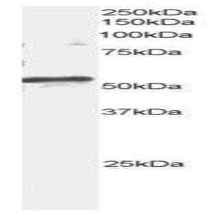 anti-ADP-Ribosylation Factor GTPase Activating Protein 3 (ARFGAP3) (C-Term) antibody avatar