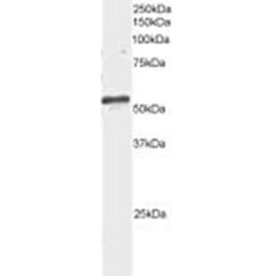 anti-ADP-Ribosylation Factor GTPase Activating Protein 3 (ARFGAP3) (C-Term) antibody avatar