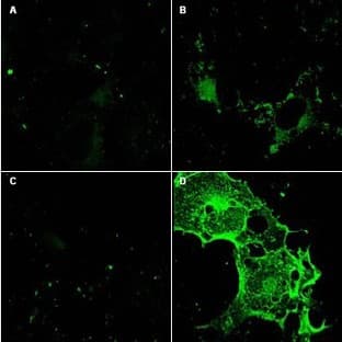 anti-CD97 (CD97) (Extracellular Domain), (AA 1-512), (N-Term) antibody avatar