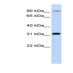 anti-Cyclin M4 (CNNM4) (Middle Region) antibody avatar