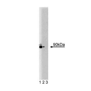anti-Cullin 1 (CUL1) (AA 56-246) antibody avatar