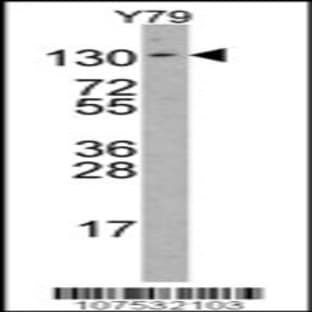 anti-ABL2 (AA 417-446), (Arg432) antibody avatar