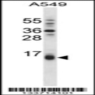 anti-BCL2 Binding Component 3 (BBC3) (AA 109-137), (Center) antibody