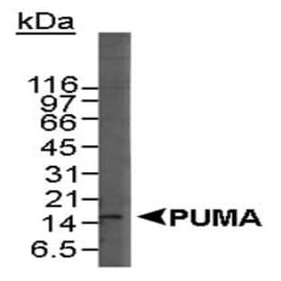 anti-BCL2 Binding Component 3 (BBC3) (C-Term), (AA 150-193) antibody