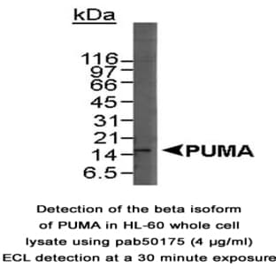 anti-BCL2 Binding Component 3 (BBC3) (C-Term) antibody avatar