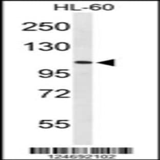 anti-AF4/FMR2 Family, Member 4 (AFF4) (N-Term), (AA 1-30) antibody avatar