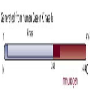 anti-Casein Kinase 1, epsilon (CSNK1E) (AA 248-414) antibody avatar