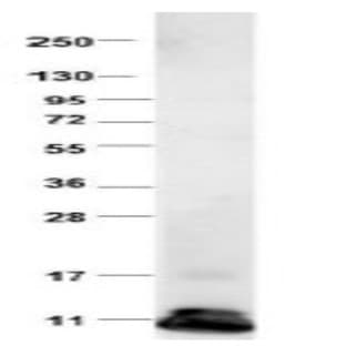 anti-Chemokine (C-C Motif) Ligand 2 (CCL2) antibody avatar