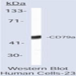 anti-CD79a Molecule, Immunoglobulin-Associated alpha (CD79A) antibody avatar