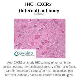 anti-Chemokine (C-X-C Motif) Receptor 3 (CXCR3) (Internal Region) antibody avatar