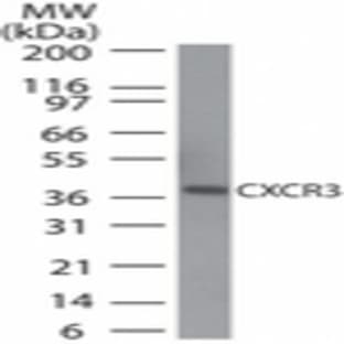 anti-Chemokine (C-X-C Motif) Receptor 3 (CXCR3) (AA 290-303) antibody avatar