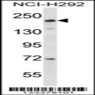 anti-CD163 Molecule-Like 1 (CD163L1) (C-Term), (AA 1401-1430) antibody avatar