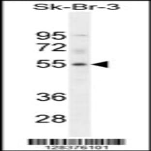 anti-DDB1 and CUL4 Associated Factor 4-Like 1 (DCAF4L1) (C-Term), (AA 241-270) antibody avatar