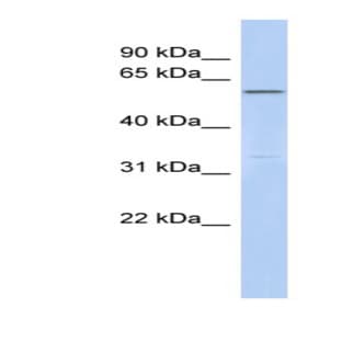 anti-Centrosomal Protein 57kDa-Like 1 (CEP57L1) (Middle Region) antibody avatar