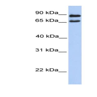 anti-Chromosome 9 Open Reading Frame 117 (C9orf117) (N-Term) antibody avatar
