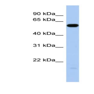 anti-Immunoglobulin-Like Domain Containing Receptor 1 (ILDR1) (Middle Region) antibody