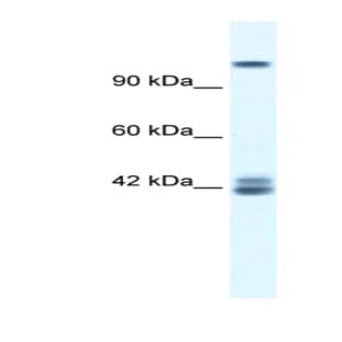 anti-Glutamate Receptor, Ionotropic, N-Methyl D-Aspartate 2c (GRIN2C) (N-Term) antibody avatar