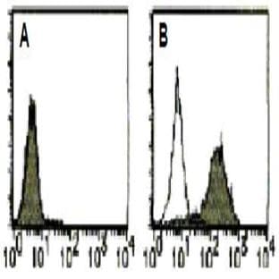 anti-CD274 Molecule (CD274) antibody (FITC) avatar