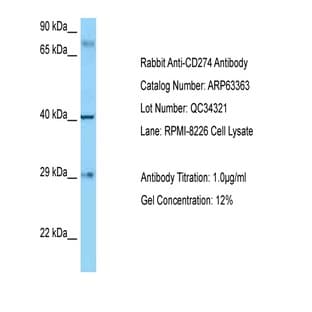 anti-CD274 Molecule (CD274) (C-Term) antibody avatar