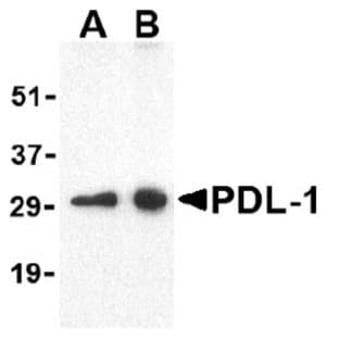 anti-CD274 Molecule (CD274) (N-Term), (Larger Isoform) antibody avatar