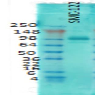 anti-Discs, Large Homolog 4 (Drosophila) (DLG4) antibody