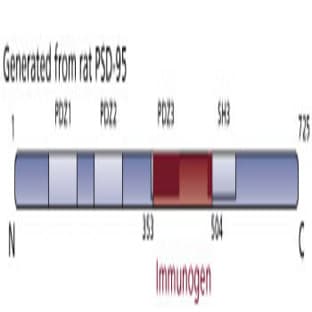 anti-Discs, Large Homolog 4 (Drosophila) (DLG4) (AA 353-504) antibody