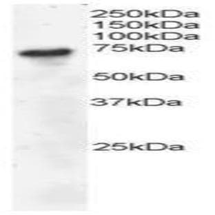 anti-B-Cell Linker (BLNK) (C-Term) antibody avatar