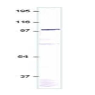 anti-Guanylate Cyclase 1, Soluble, alpha 2 (GUCY1A2) (N-Term) antibody avatar
