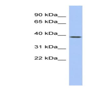 anti-Engrailed Homeobox 1 (EN1) (Middle Region) antibody avatar