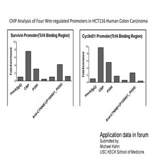 anti-Catenin (Cadherin-Associated Protein), beta 1, 88kDa (CTNNB1) (Middle Region) antibody avatar