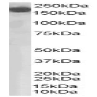 anti-Complement Factor H (CFH) (Internal Region) antibody avatar